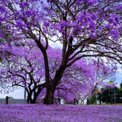 Jacaranda mimosifolia