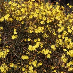 Jasminum nudiflorum