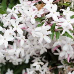 Jasminum officinalis