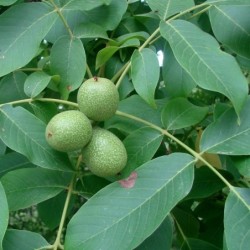 Juglans regia