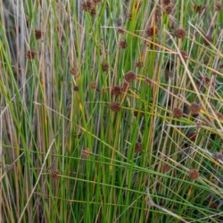Juncus effusus