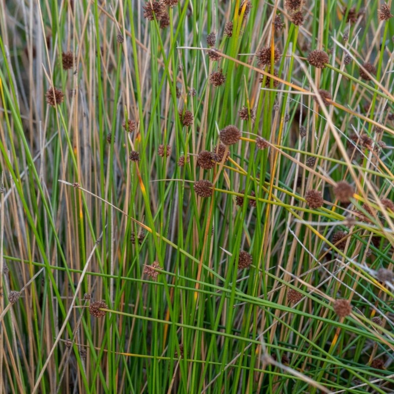 Juncus effusus
