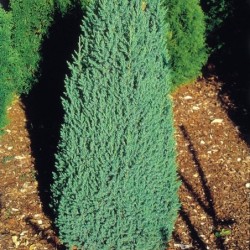 Juniperus chinensis