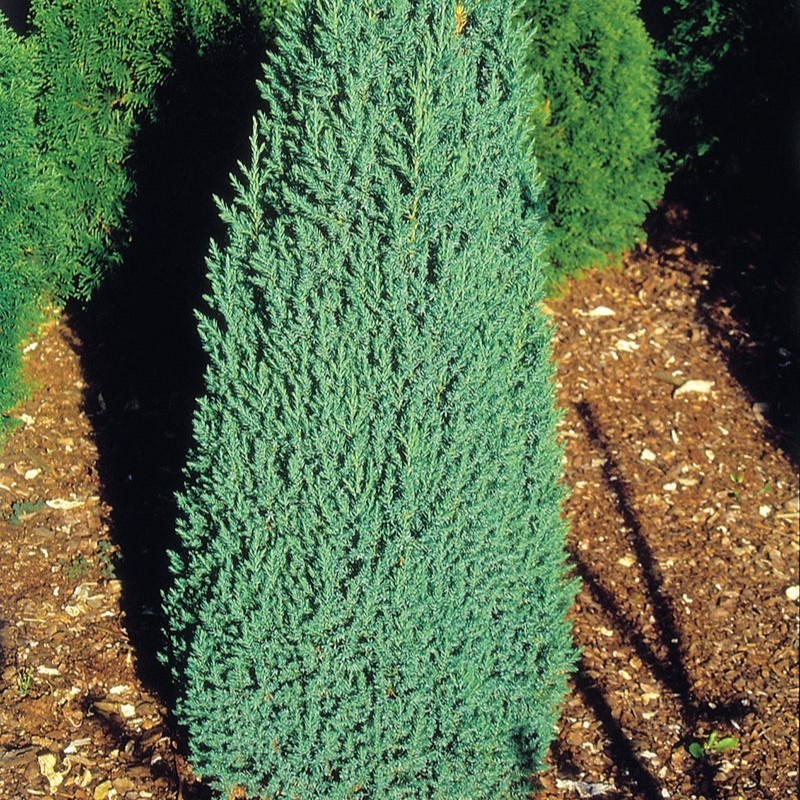 Juniperus chinensis