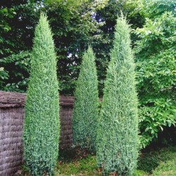 Juniperus communis 'Compressa'