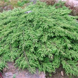 Juniperus communis 'Repanda'