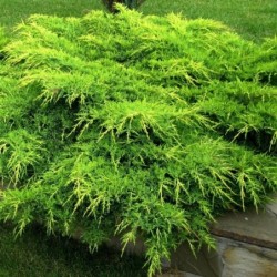 Juniperus media 'Pfitzeriana'