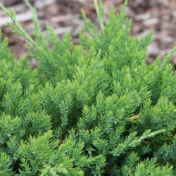 Juniperus procumbens