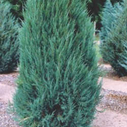Juniperus scopulorum 'Blue Arrow'