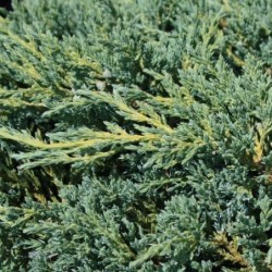 Juniperus squamata 'Blue Carpet'