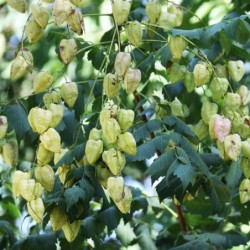 Koelreuteria paniculata