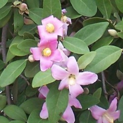 Lagunaria patersonii