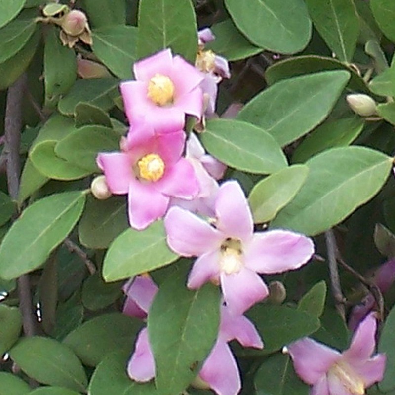 Lagunaria patersonii