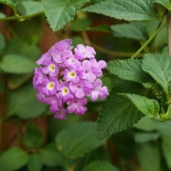 Lantana montevidensis