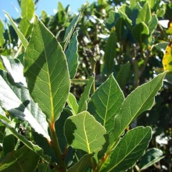 Laurus nobilis
