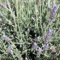 Lavandula dentata