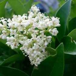 Ligustrum japonicum