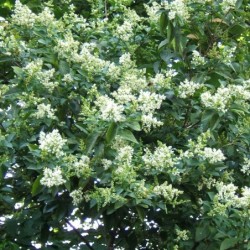 Ligustrum ovalifolium