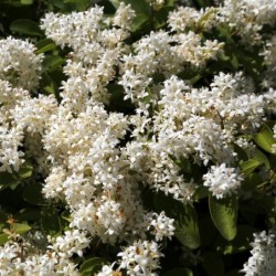 Ligustrum vulgare