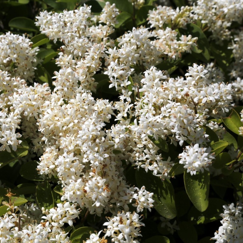 Ligustrum vulgare