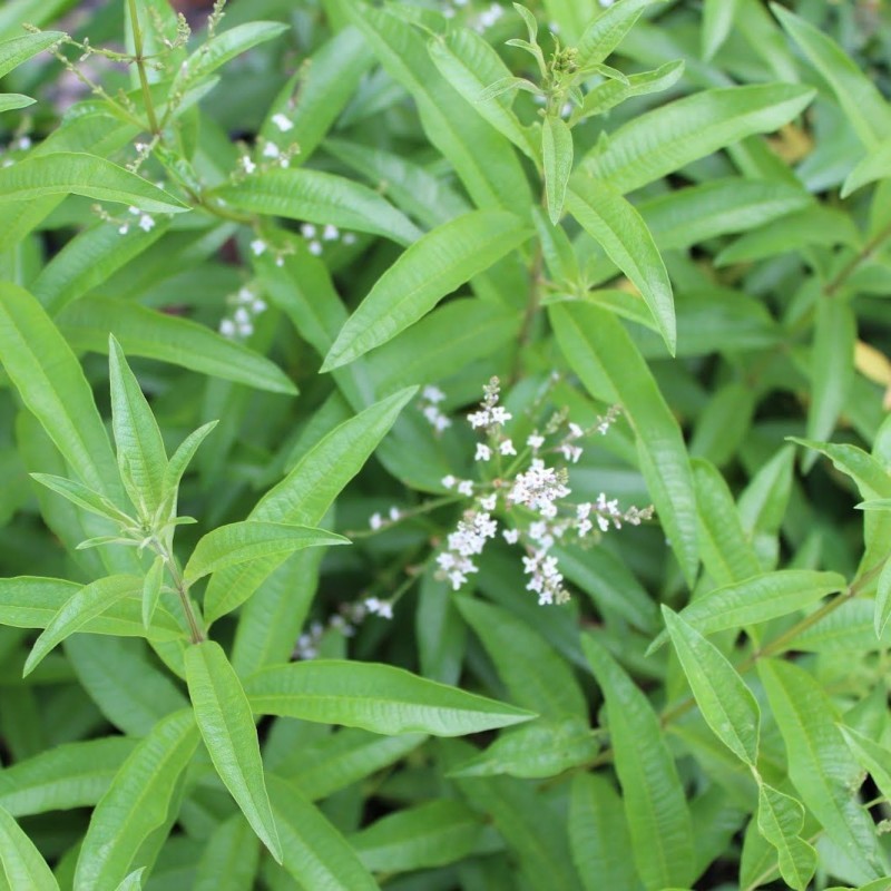 Lippia citriodora