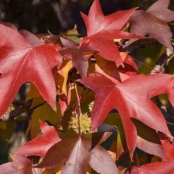 Liquidambar styraciflua