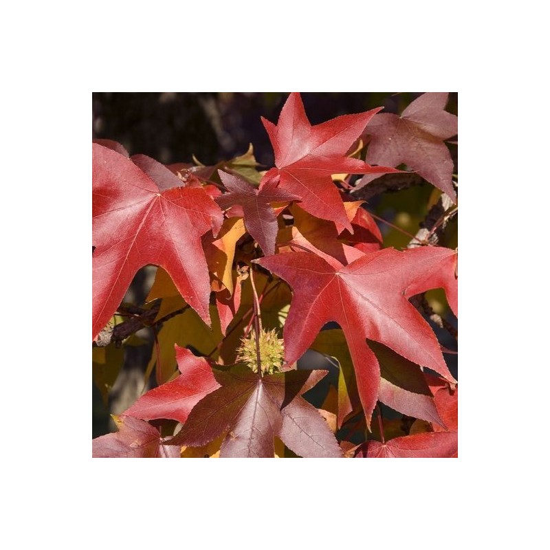 Liquidambar styraciflua