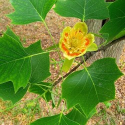 Liriodendron tulipifera