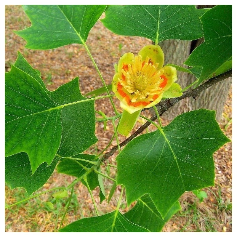 Liriodendron tulipifera