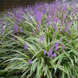 Liriope muscari 'Variegata'