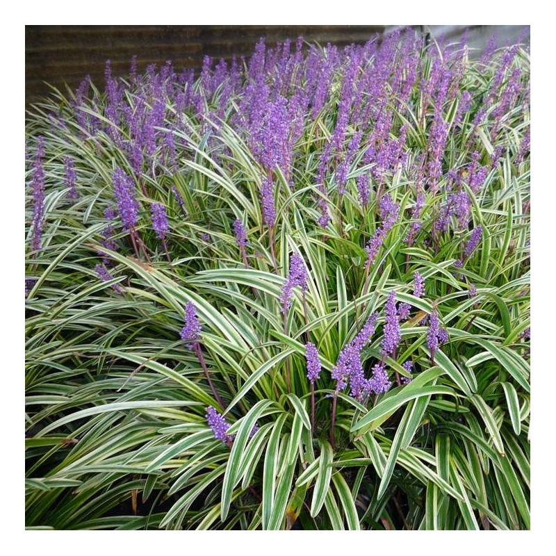 Liriope muscari 'Variegata'