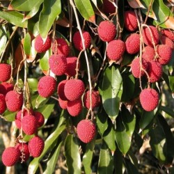 Litchi chinensis