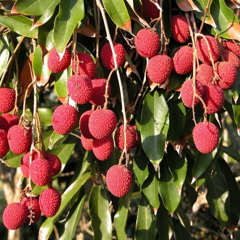 Litchi chinensis