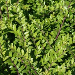 Lonicera nitida