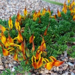 Lotus maculatus