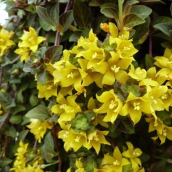 Lysimachia congestiflora