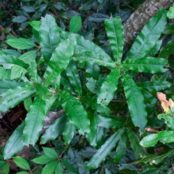 Macadamia tetraphylla