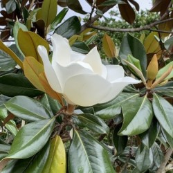 Magnolia grandiflora