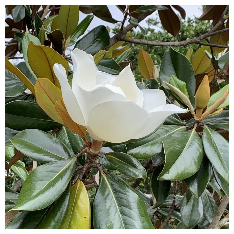 Magnolia grandiflora
