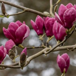 Magnolia soulangeana