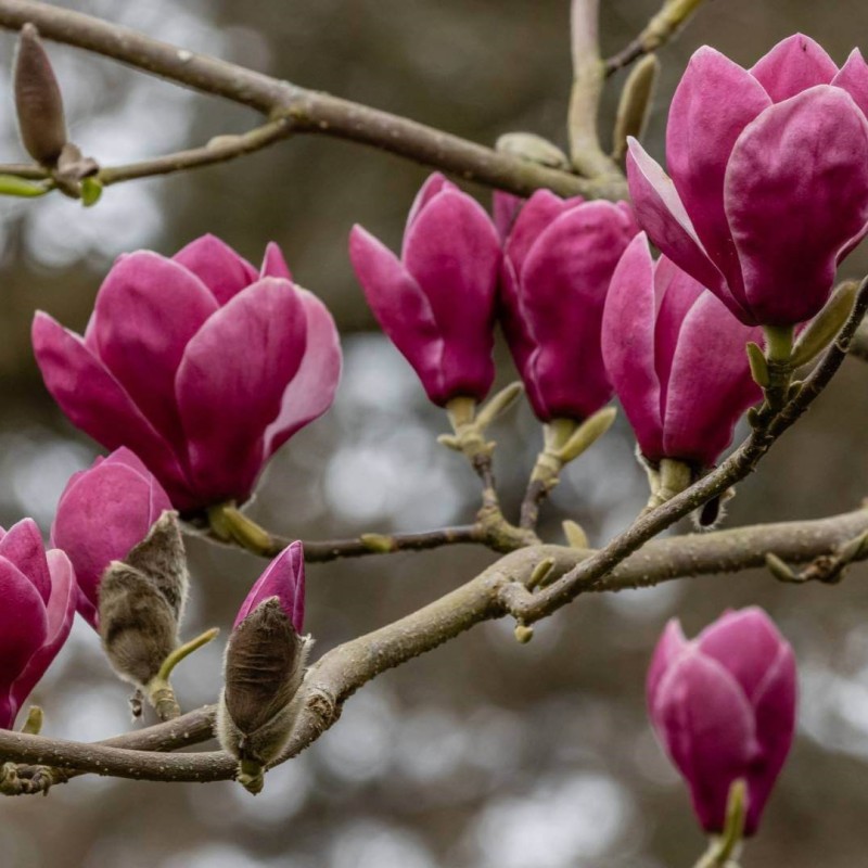 Magnolia soulangeana