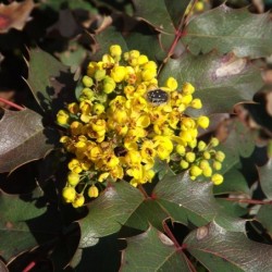 Mahonia aquifolium