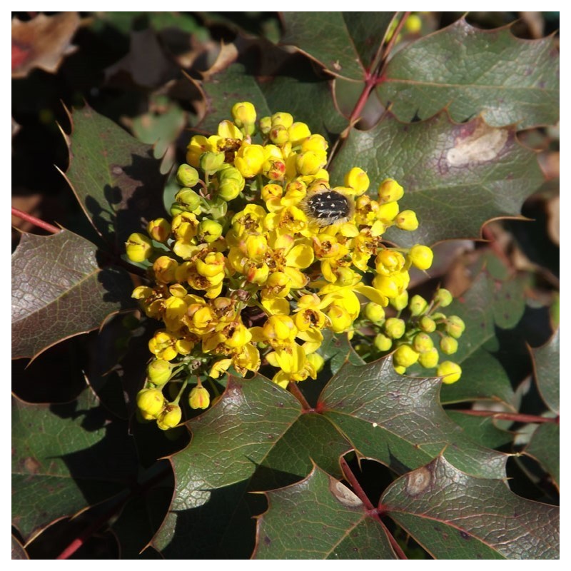 Mahonia aquifolium