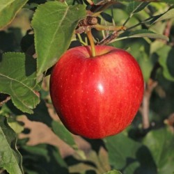 Malus domestica