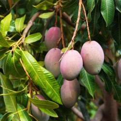 Mangifera indica