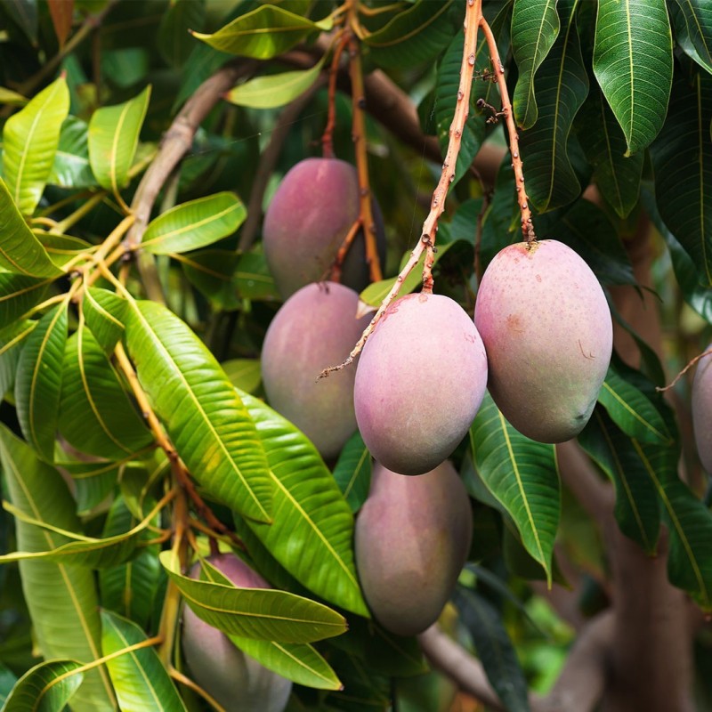 Mangifera indica
