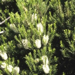 Melaleuca armillaris