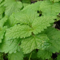 Melissa officinalis