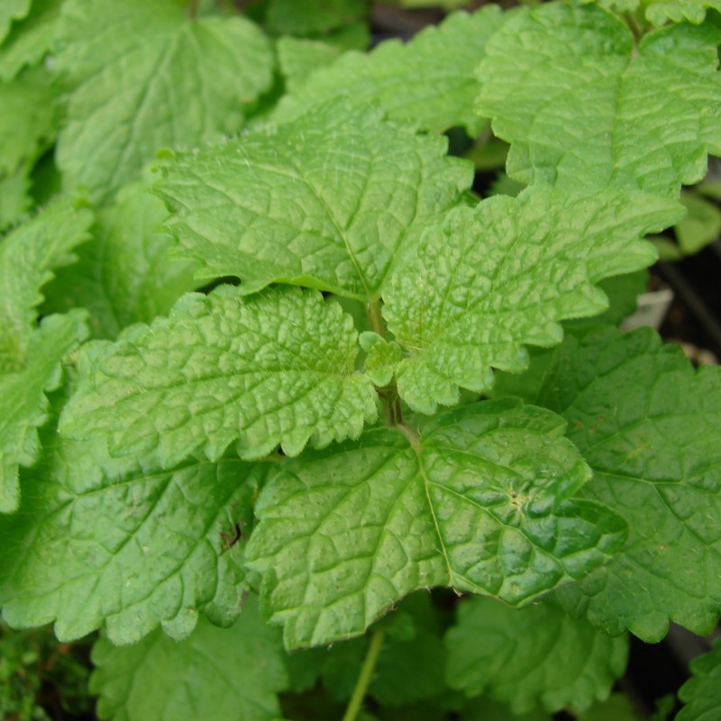 Melissa officinalis