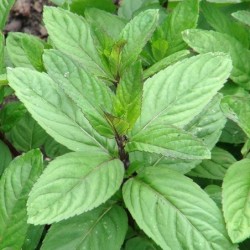 Mentha piperita
